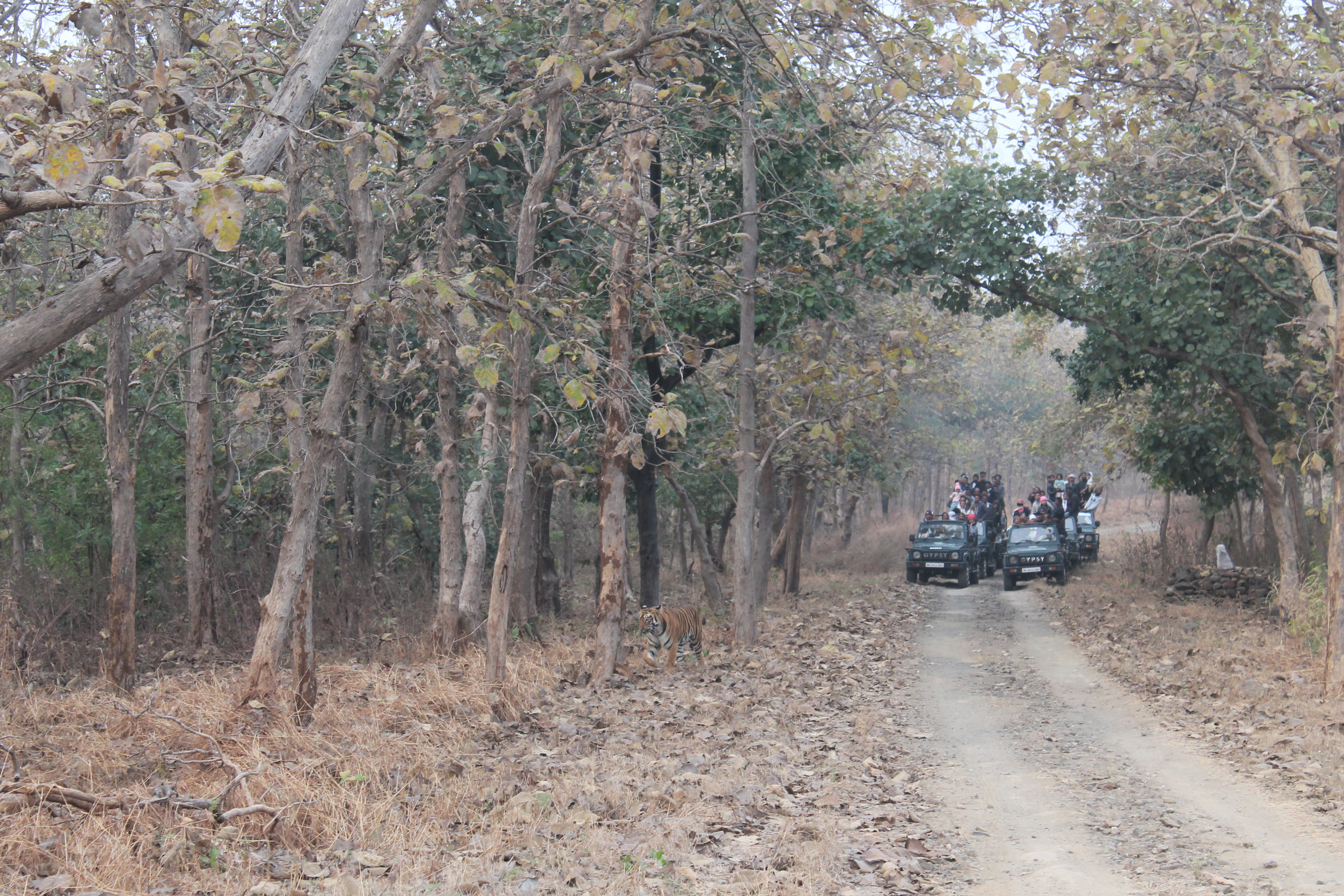 Trip to Tipeshwar Wildlife Sanctuary